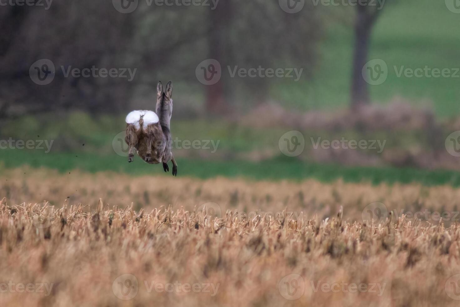 un magnifique cerf biche sauts sur une récolté champ dans l'automne photo