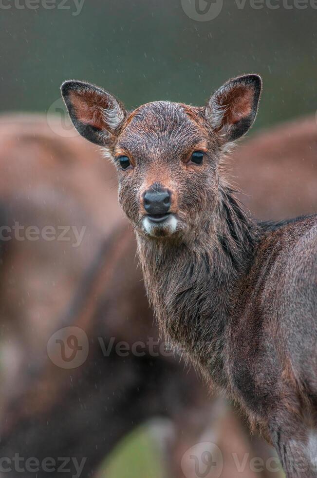 un portrait de une Jeune jolie rouge cerf biche photo