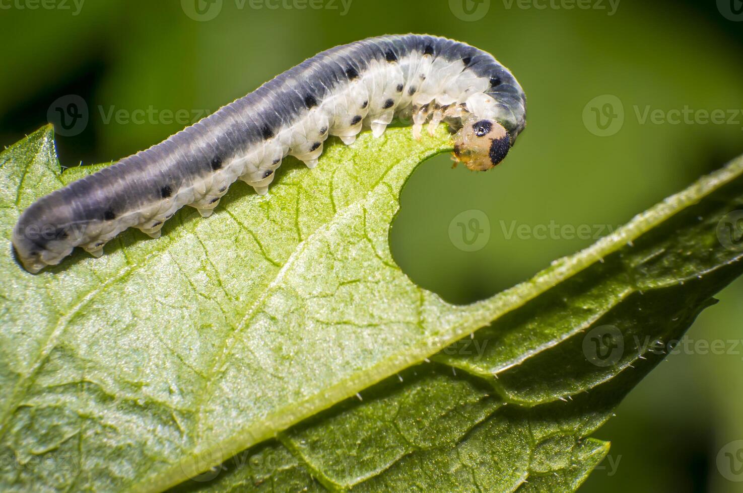 petit coloré chenille sur vert feuille dans épanouissement la nature photo