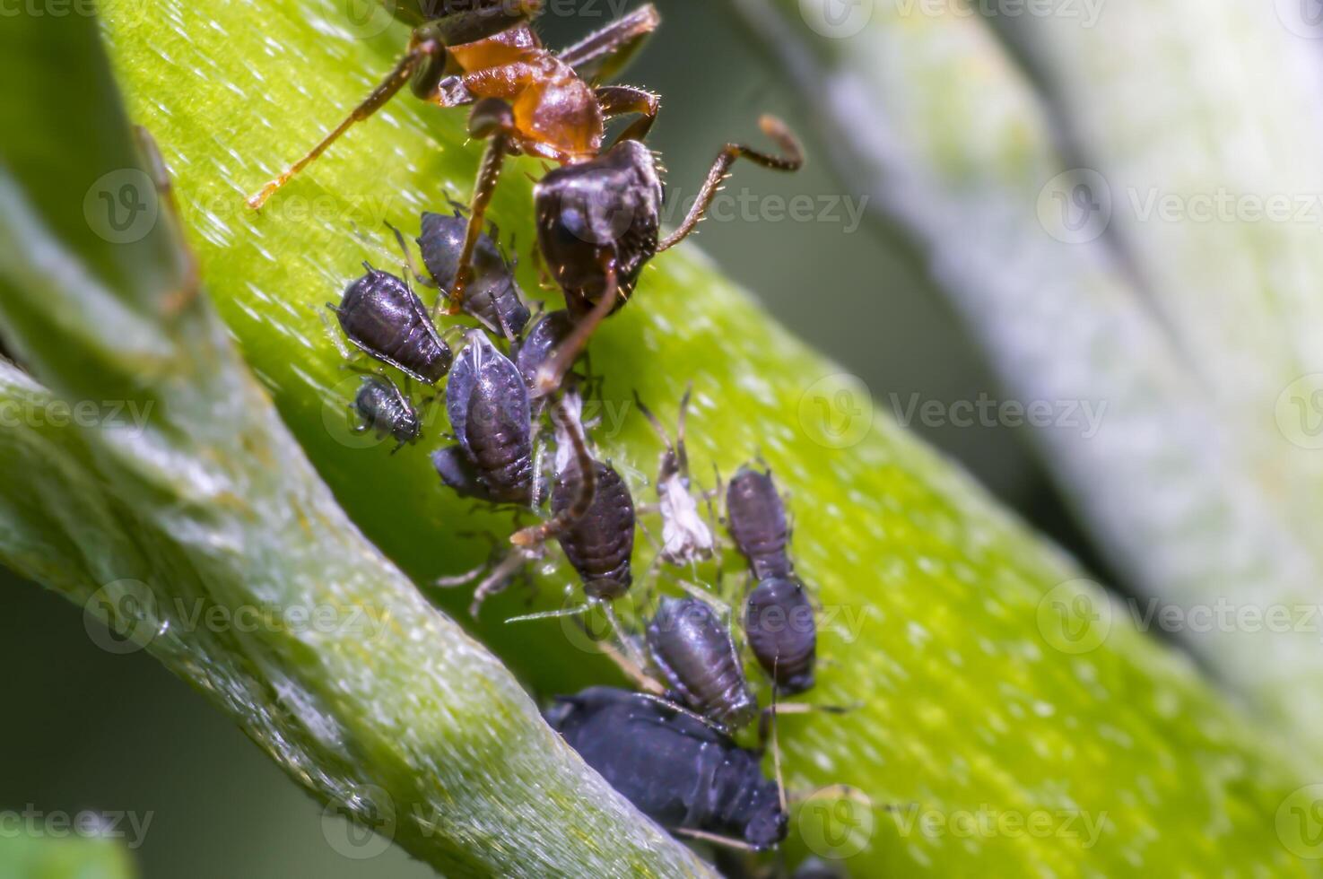 peu insecte sur vert plante dans le magnifique la nature photo