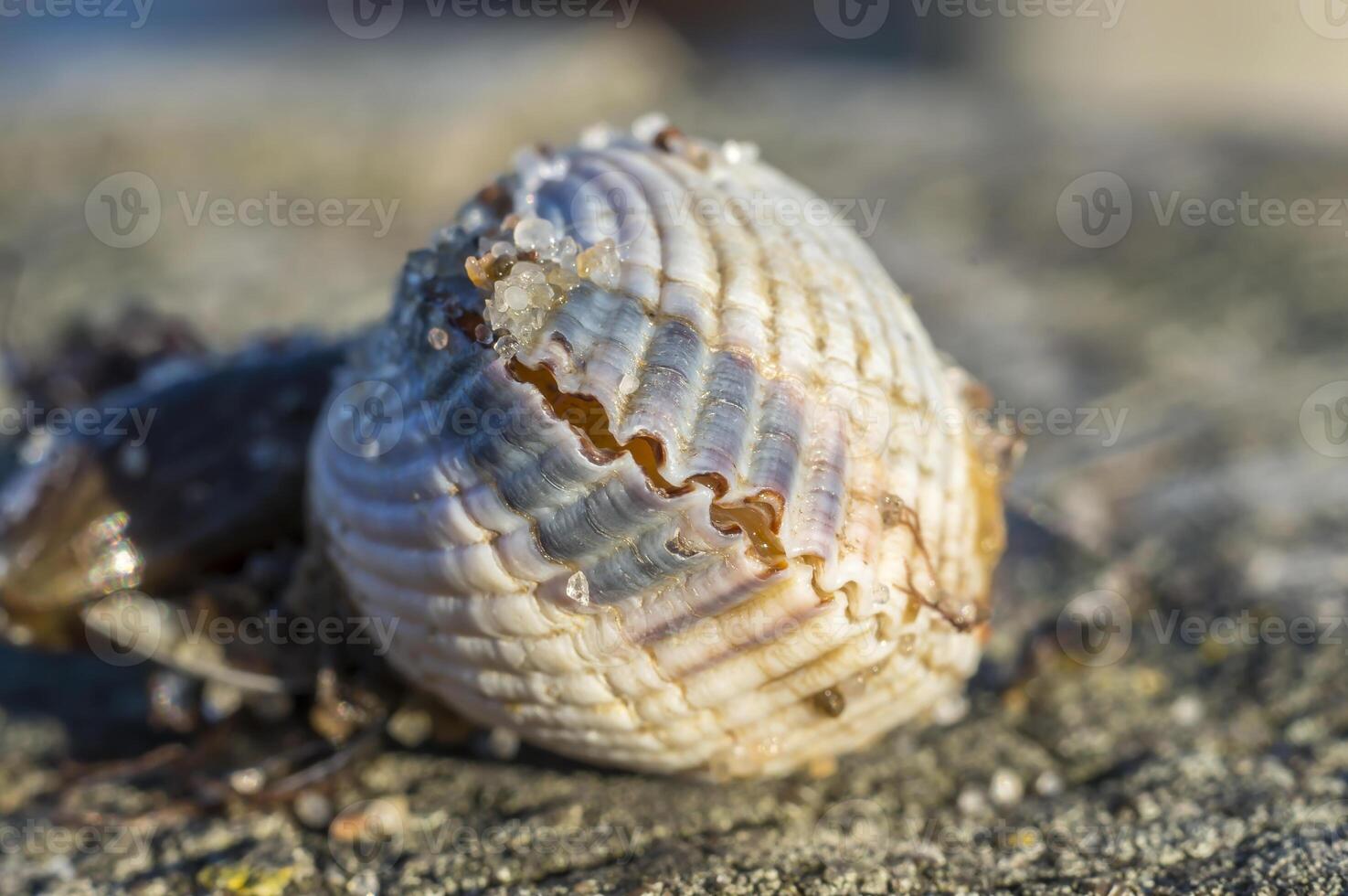 coquilles sur une étape à le baltique plage photo