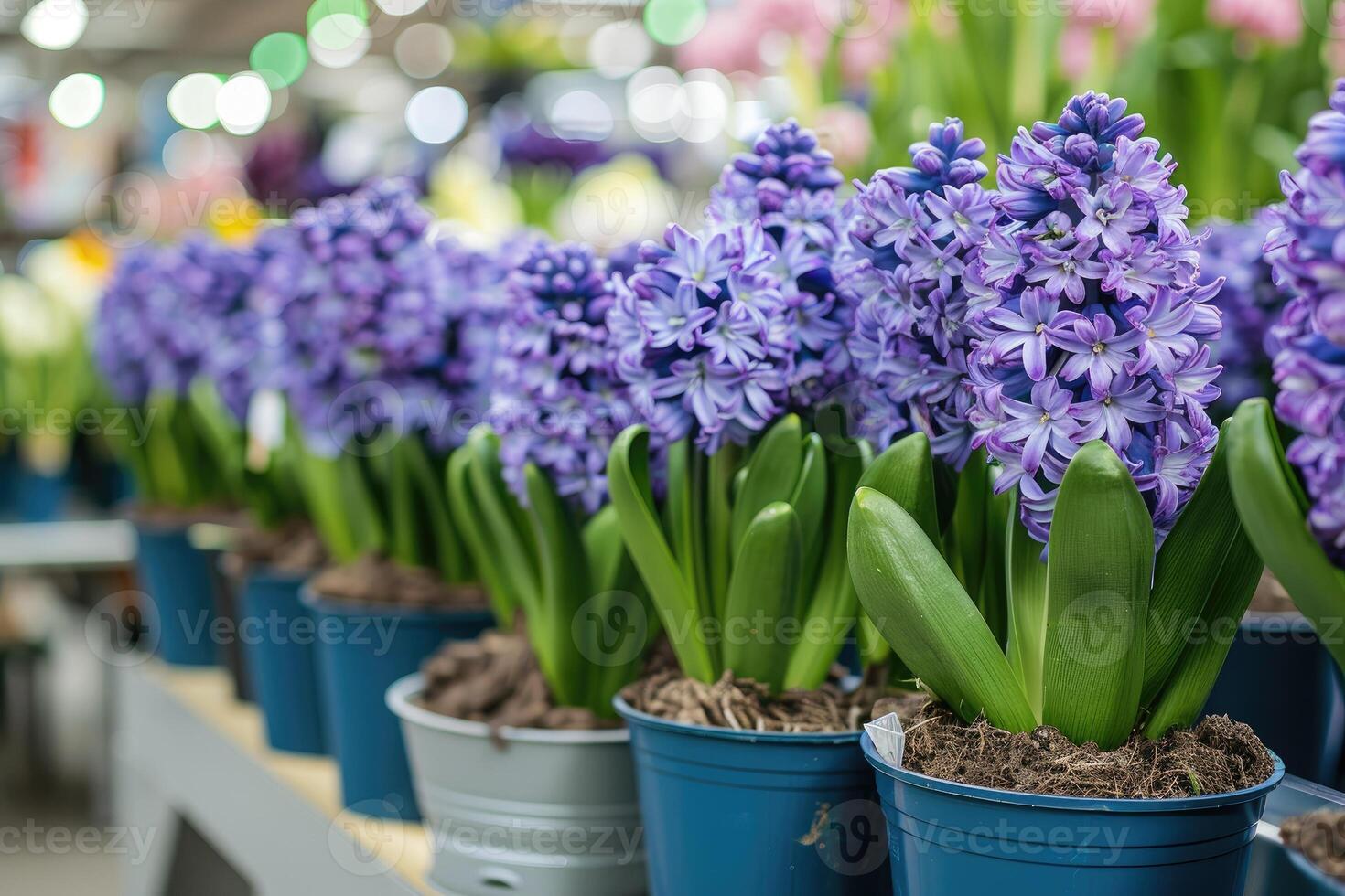 beaucoup bleu violet floraison jacinthes dans des pots sont affiché sur étagère dans floristique boutique ou à rue marché. photo