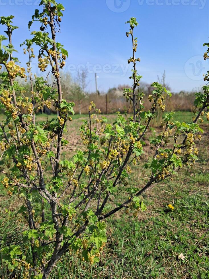 fruit des arbres épanoui dans le jardin dans printemps photo