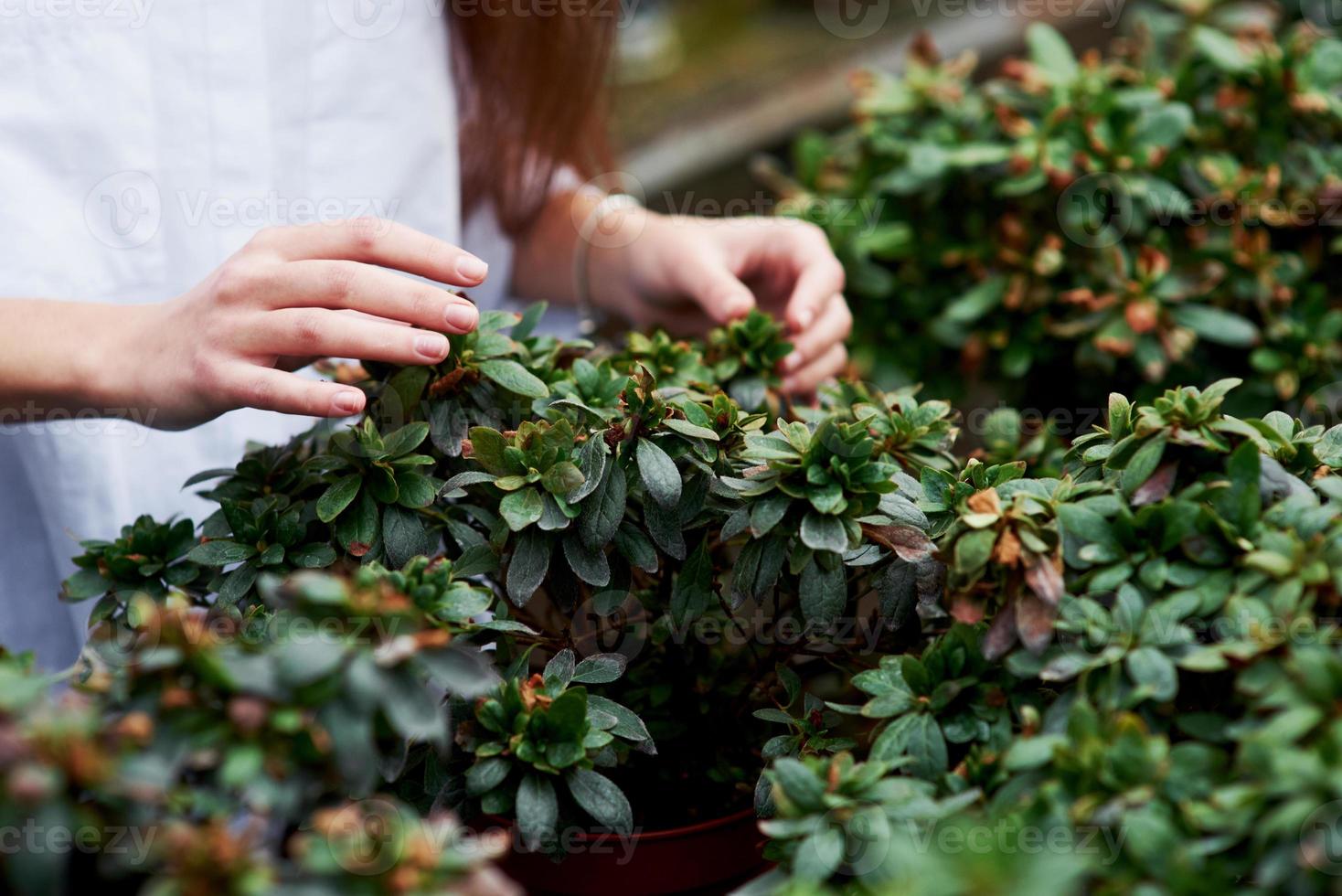 photo détaillée de mains de femme qui touchent les plantes dans un pot