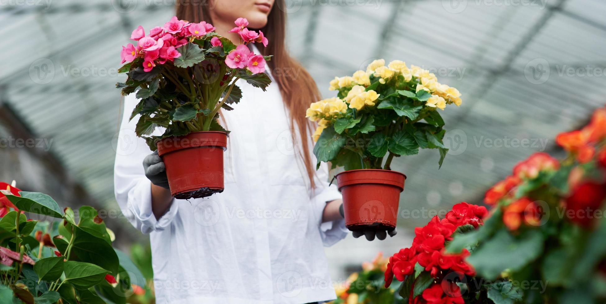 variété de couleurs. fille en vêtements de travail tenant deux pots en mains à l'intérieur de la serre photo