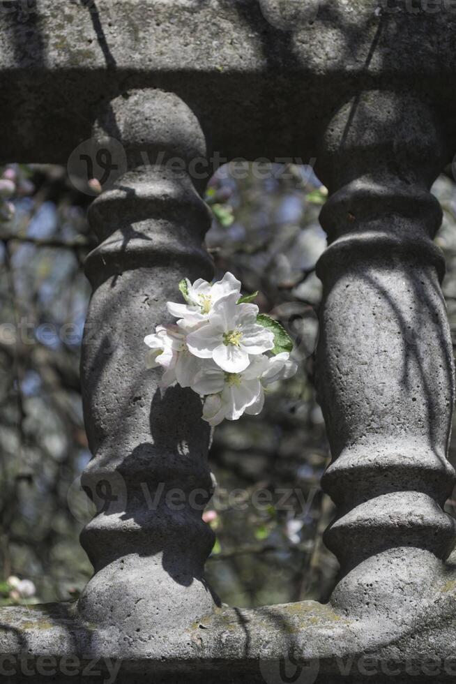 le fleur branches de arbre dans printemps. photo