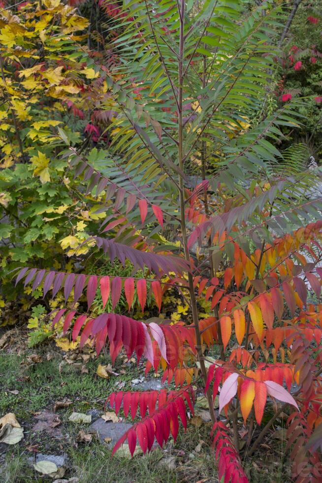 coloré l'automne feuilles, proche en haut. tomber Contexte. Naturel l'automne texture. photo