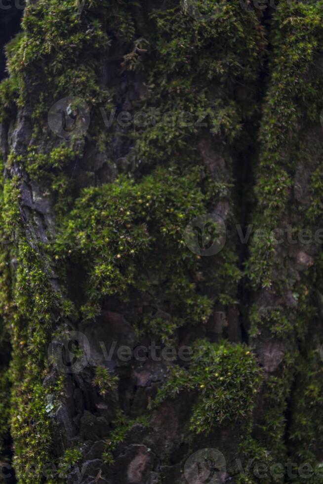 vert mousse sur le tronc de arbre proche en haut photo