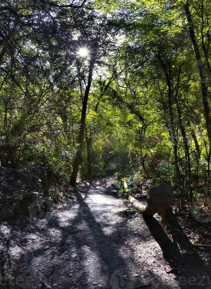 chemin dans ensoleillé forêt. la nature les bois dans lumière du soleil photo