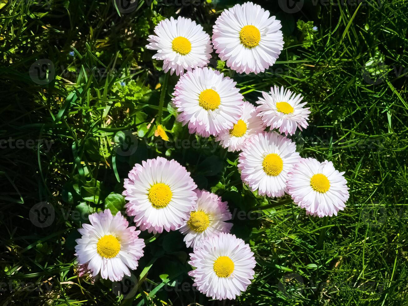 délicat blanc et rose marguerites ou Bellis Perennis fleurs sur vert herbe. pelouse Marguerite fleurit dans printemps photo