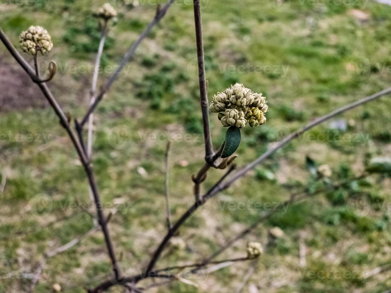 fleur bourgeons de feuille de cuir viorne, viorne rhytidophyllum dans de bonne heure printemps. photo