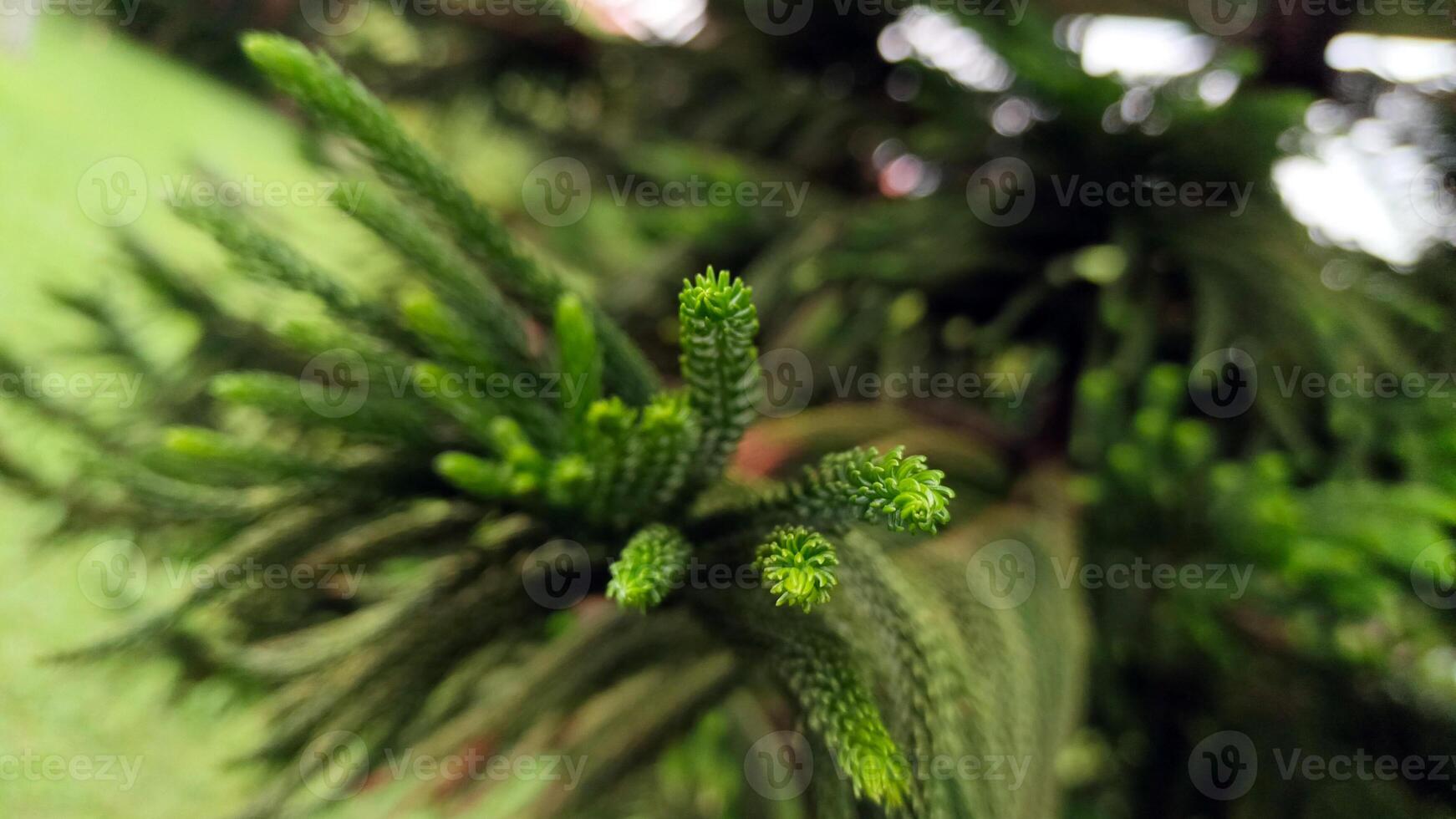 Naturel et magnifique cuisinier pin arbre. photo