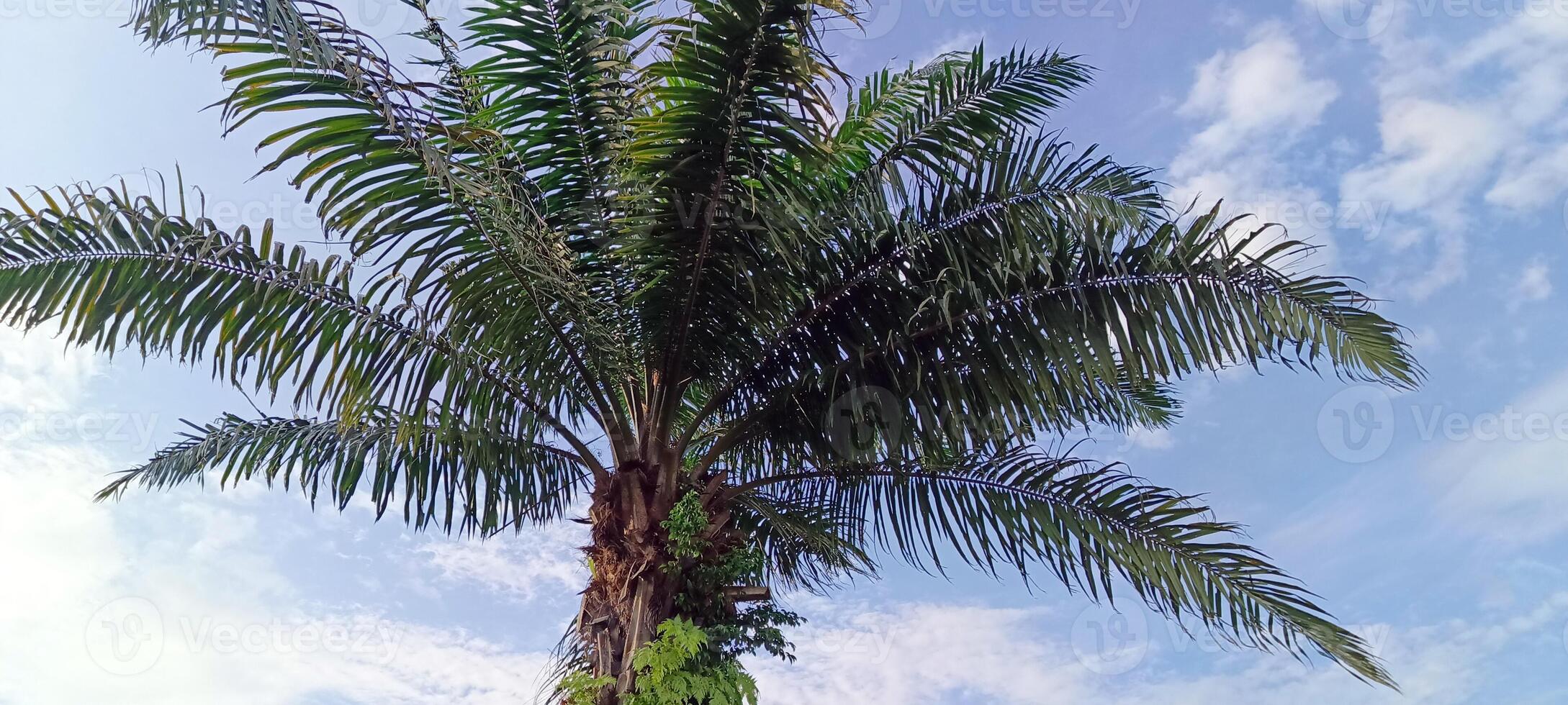pétrole paume les plantes lequel sont utilisé comme ombre des arbres dans Urbain zones sont décoré avec bleu ciels photo
