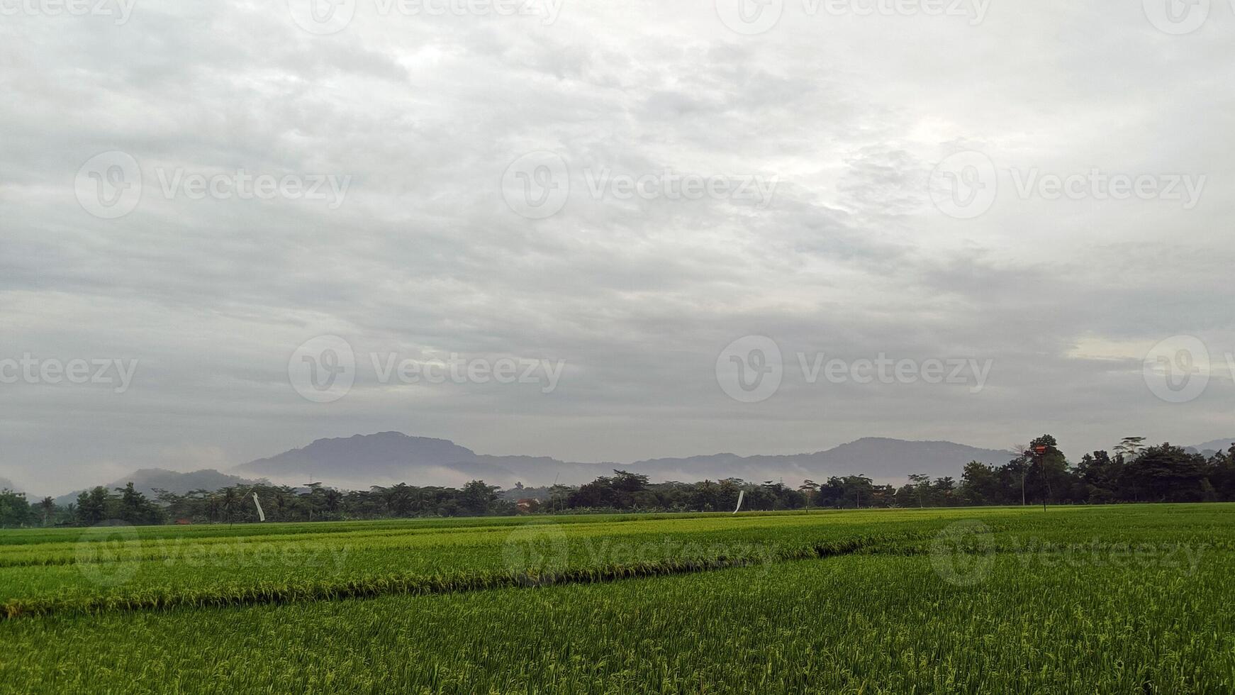 vue de vert riz des champs avec une route flanqué par riz des champs et entouré par collines photo