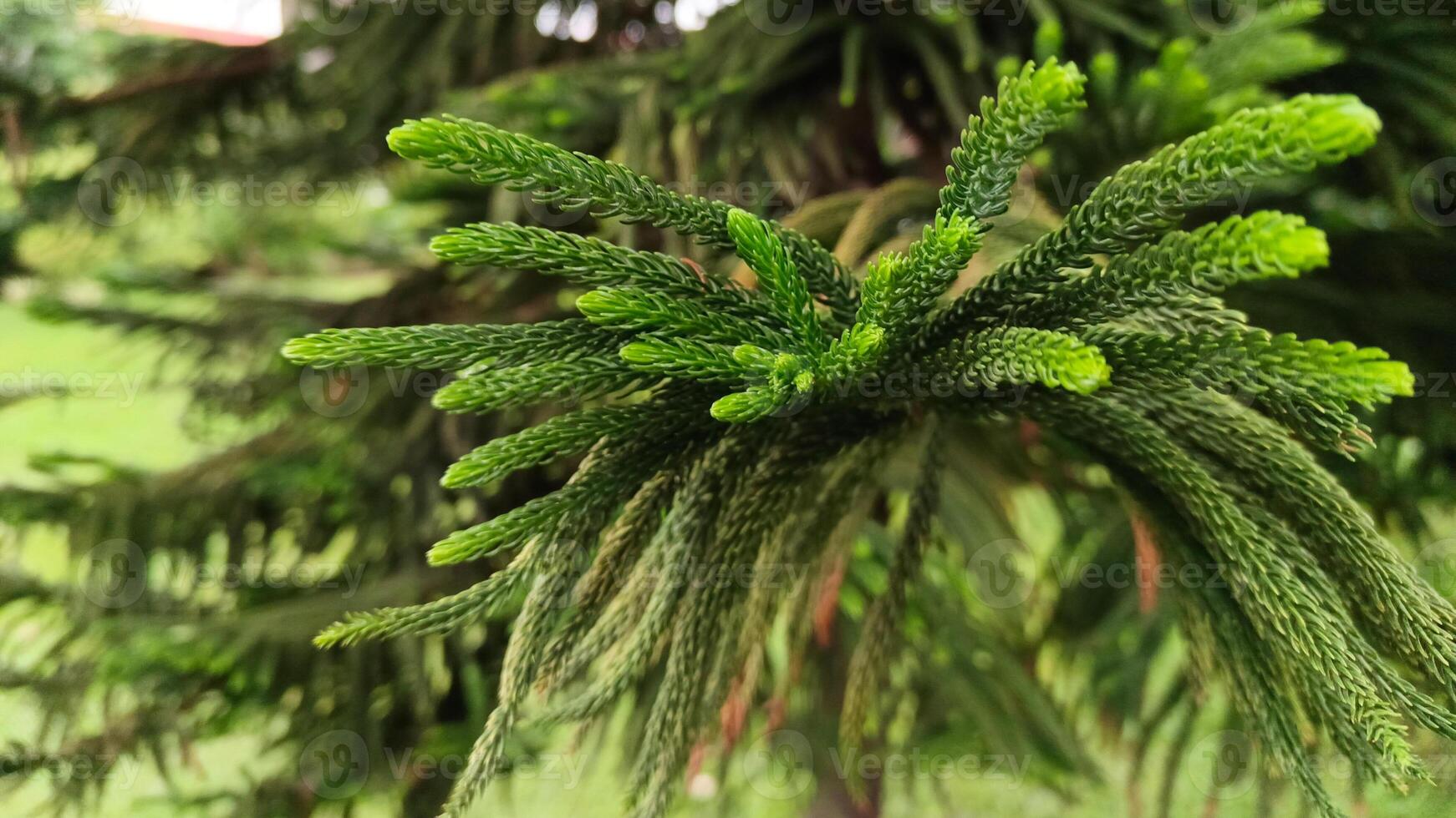 Naturel et magnifique cuisinier pin arbre. photo