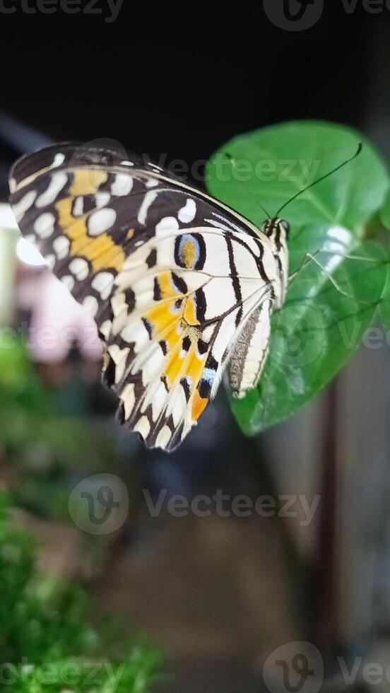 portrait de une papillon perché sur une feuille à nuit photo