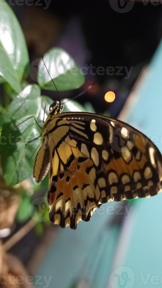 portrait de une papillon perché sur une feuille à nuit photo