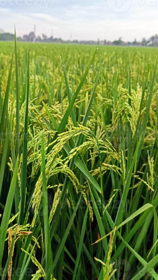 portrait de une riz plante cette est départ à tour Jaune et le grain est à venir en dehors photo