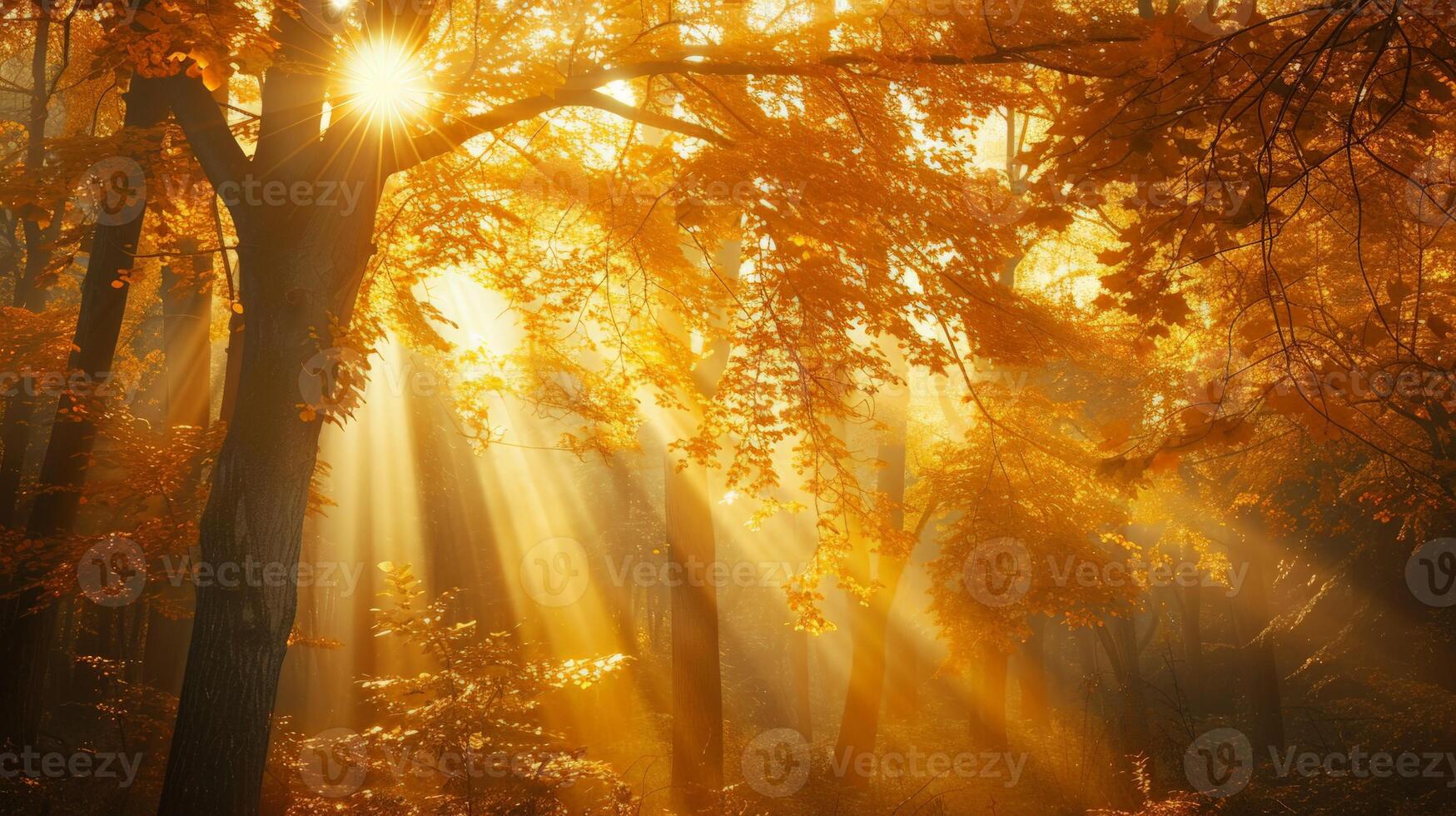 Soleil brille par des arbres dans forêt photo