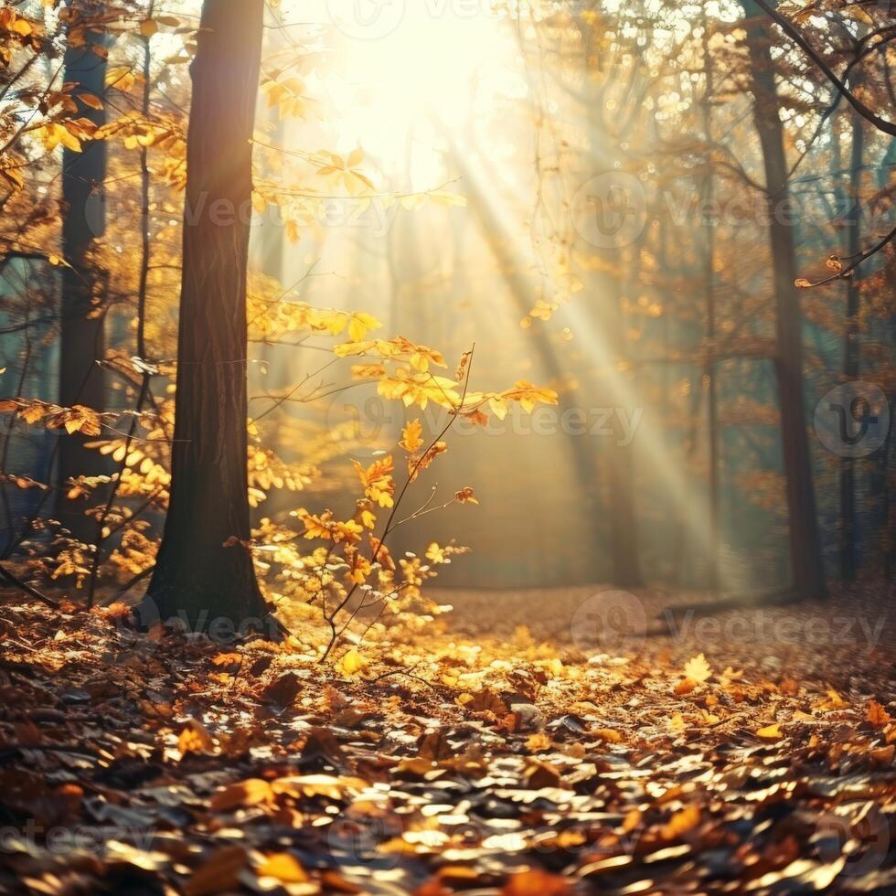 Soleil brille par des arbres dans les bois photo