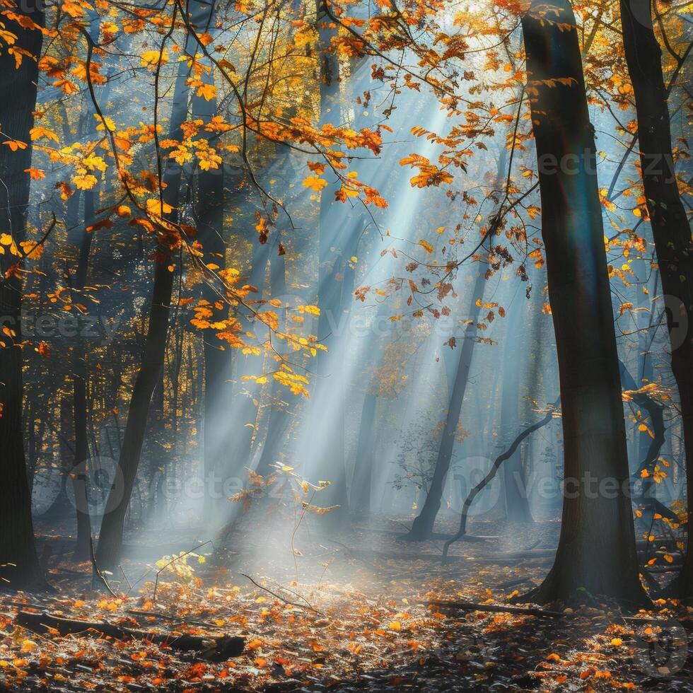 épais les bois avec verdure photo