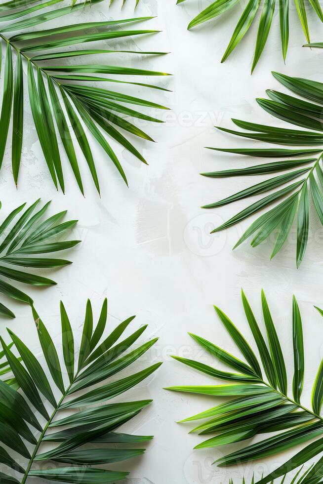 feuilles de palmier vert sur fond blanc photo