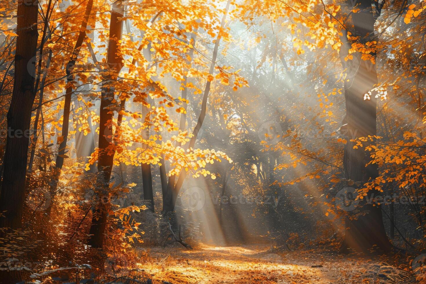 Soleil brille par des arbres dans forêt photo