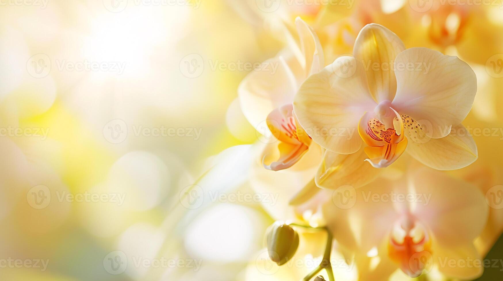 enchanteur monde de flore, une délicat coloré orchidée dans plein Floraison photo