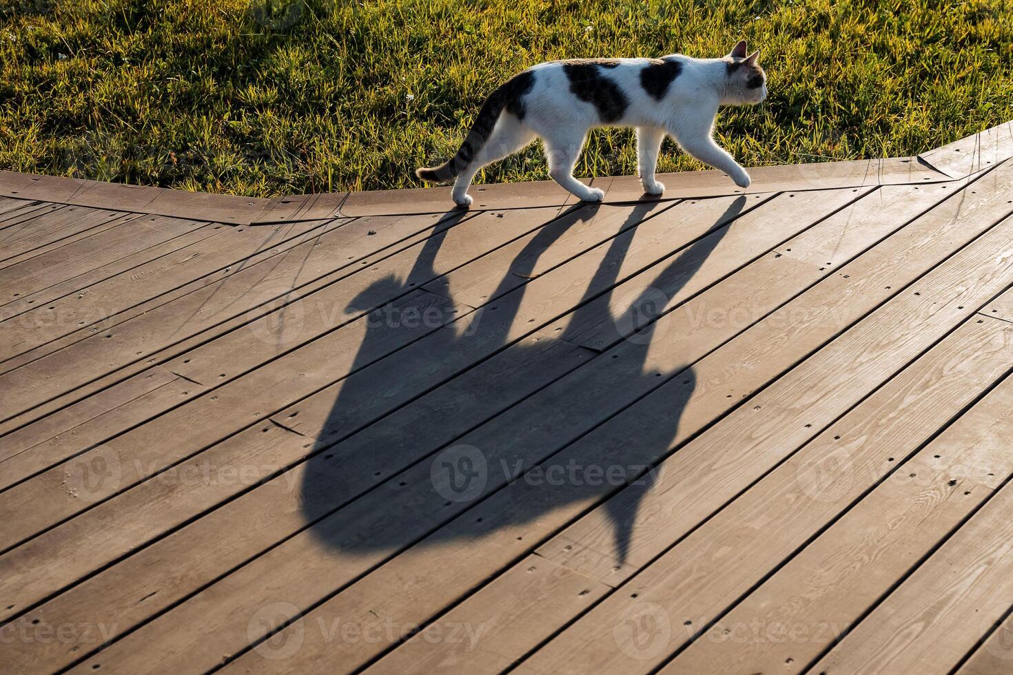 une rue chat des promenades le long de le route de planches, tante de une chat sur le trottoir, une silhouette de une chat dans le Matin soleil, une animal de compagnie photo