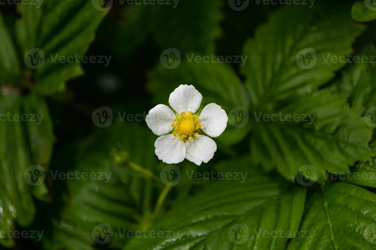 fraises en fleurs. vue d'en-haut. photo