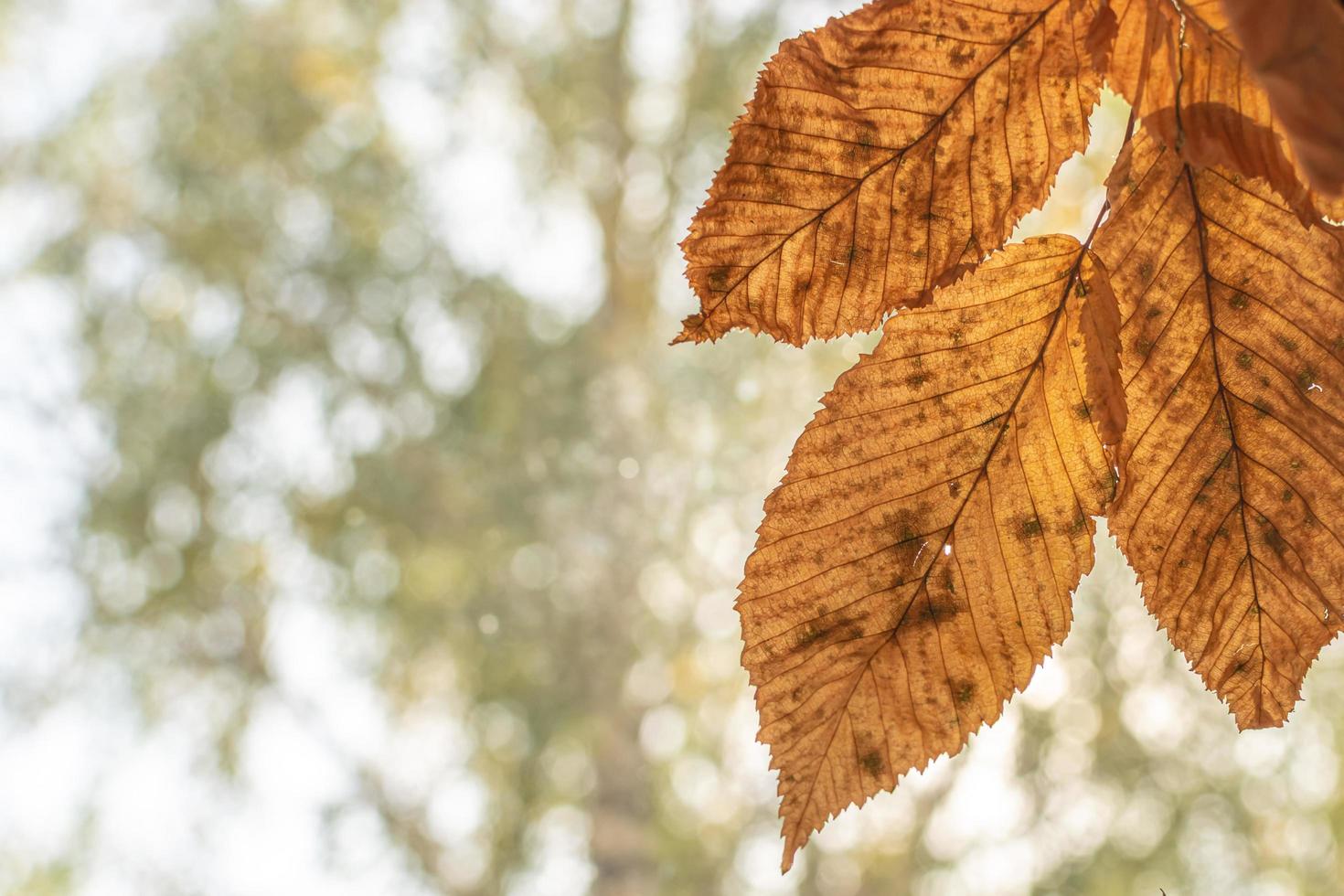 feuilles d'automne contre un ciel ensoleillé. photo