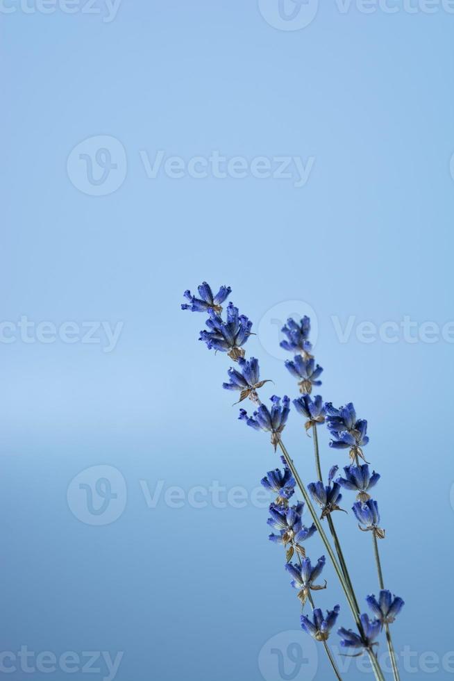 fleurs de lavande sèches sur fond bleu, photo verticale.