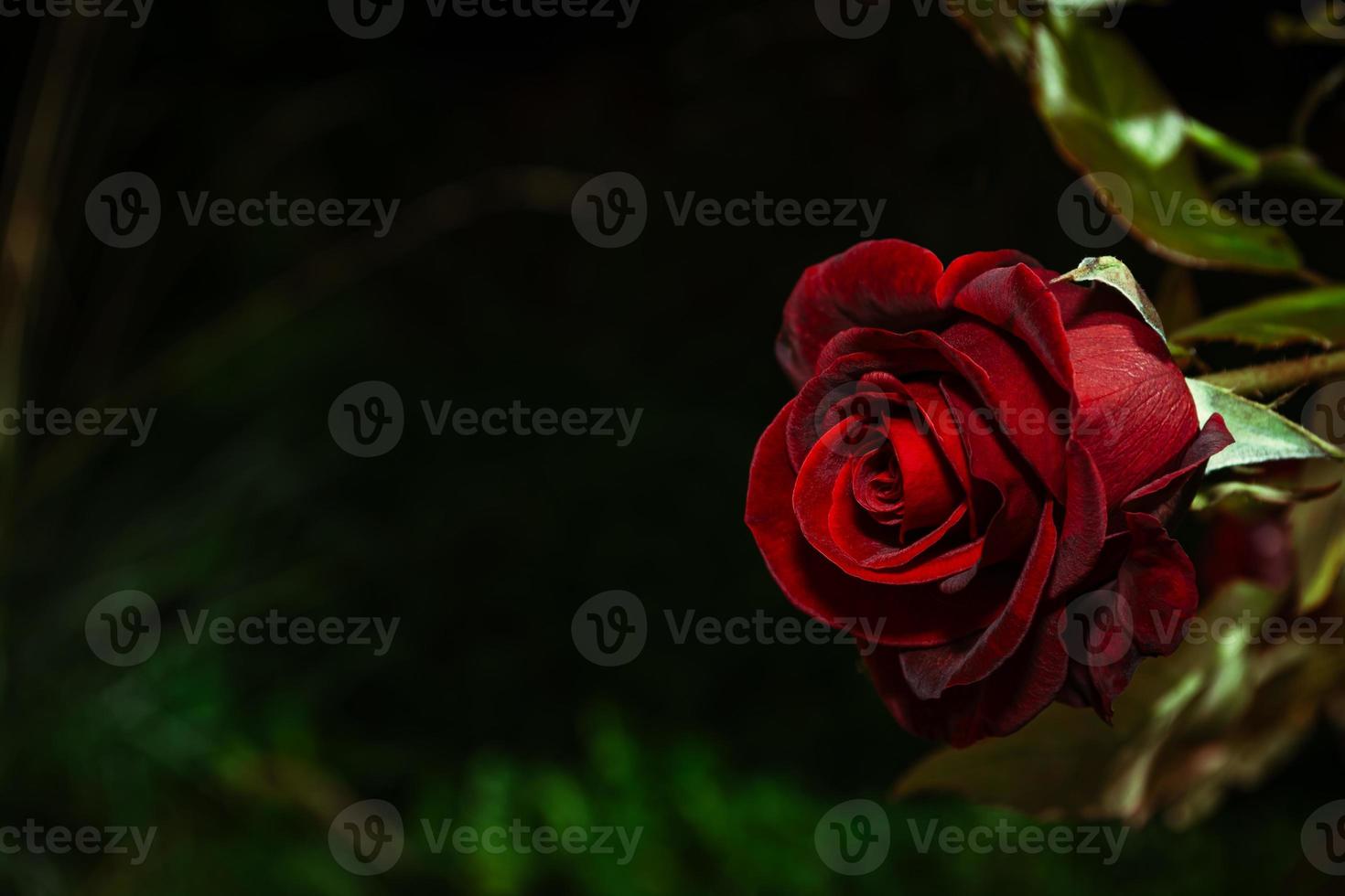 Rose rouge bordeaux velours sur fond sombre photo