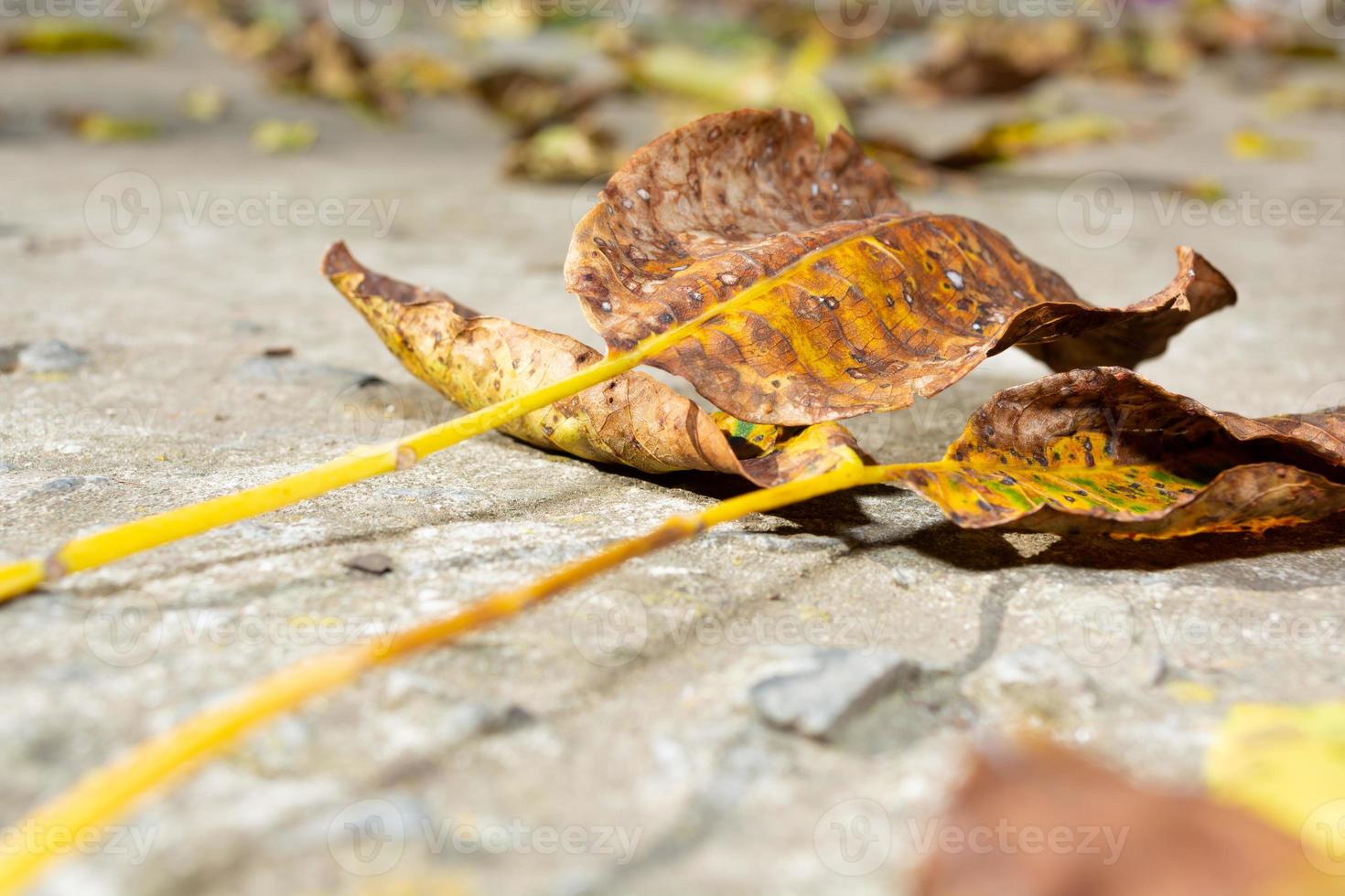 automne, feuilles de noyer tombées sur béton gris. photo