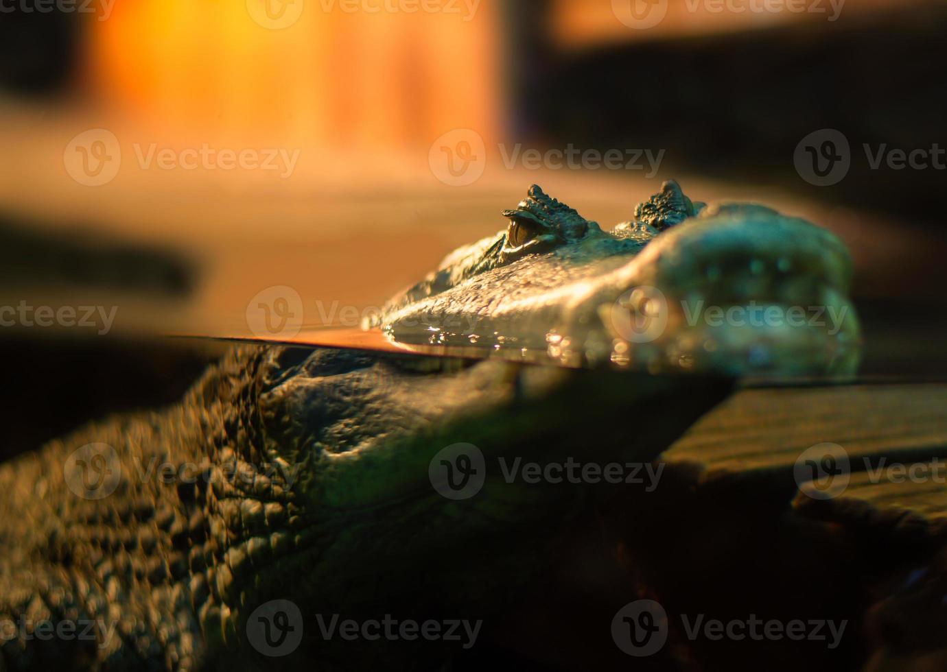 crocodile flottant à la surface de l'eau photo