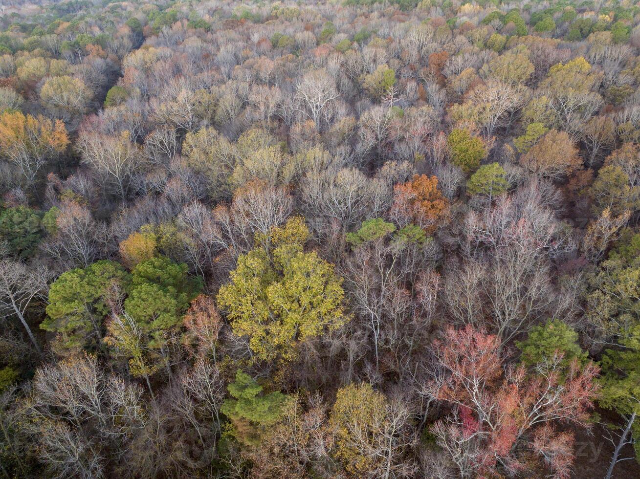 en retard novembre aérien vue de une forêt sur une rive de le Tennessee rivière près Colbert traversier parc, natchez trace promenade photo