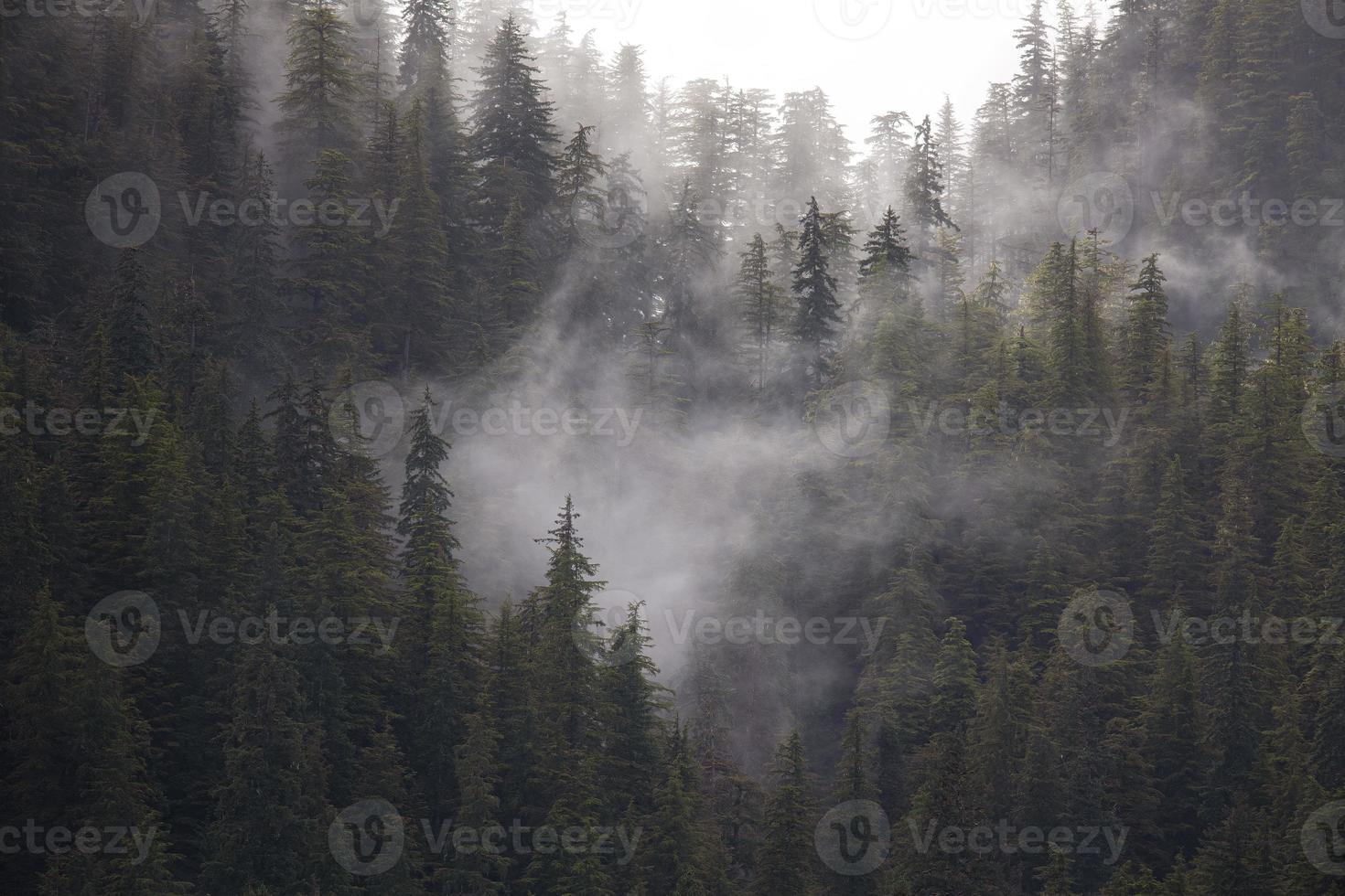 brouillard de forêt tropicale, port d'aubaine, alaska photo