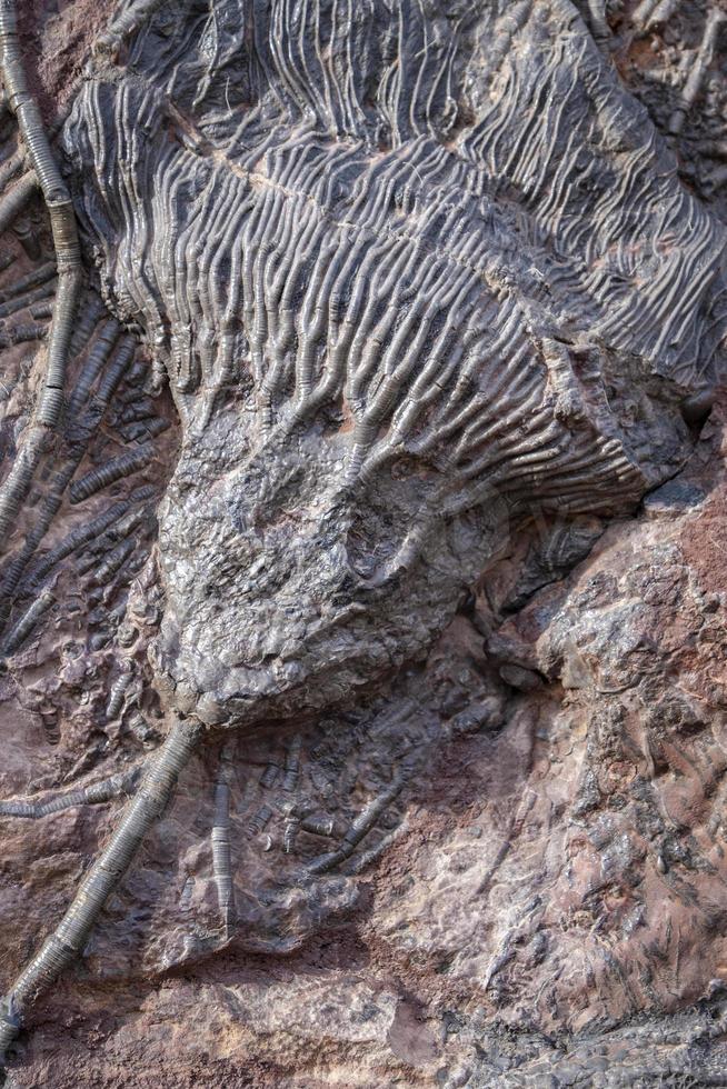 fossiles de montagne de l'atlas, maroc photo