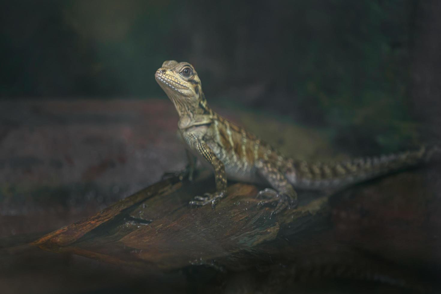 lézard philippin sailfin photo