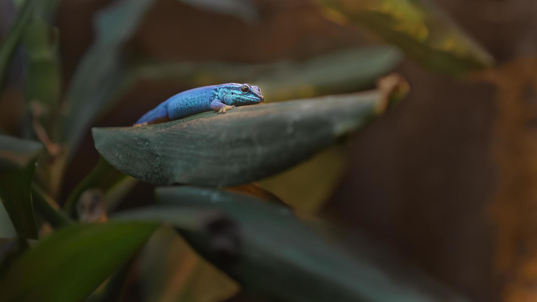 le gecko nain de william photo