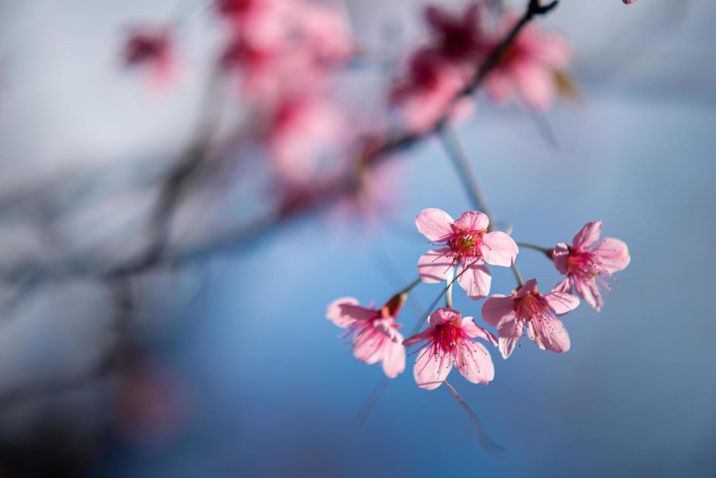 beau sakura aux fleurs de cerisier photo