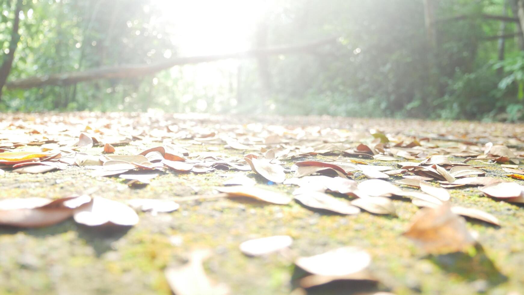 feuilles tombant des branches des arbres au sol photo