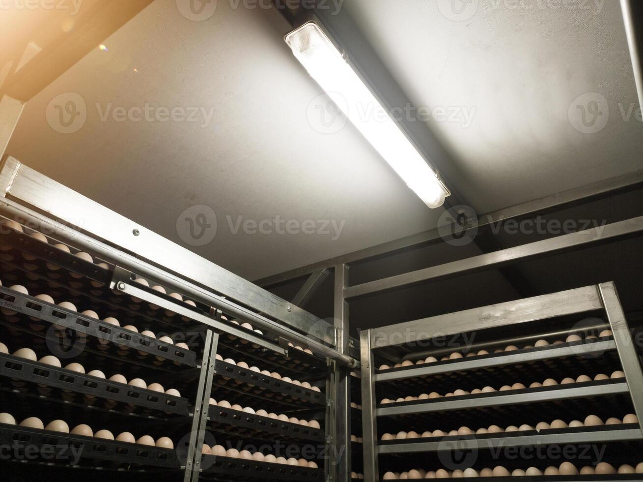 dans un Oeuf incubation machine avec lampe éclairage. éclosion des œufs dans le chariot avec éclairage sur toit Haut. photo