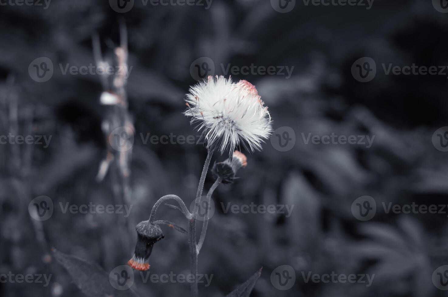 crassocéphale crepidioides est une blanc fleurs sauvages photo