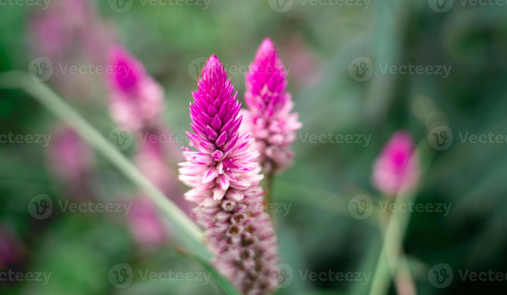 violet rouge fleurs épanouissement photo