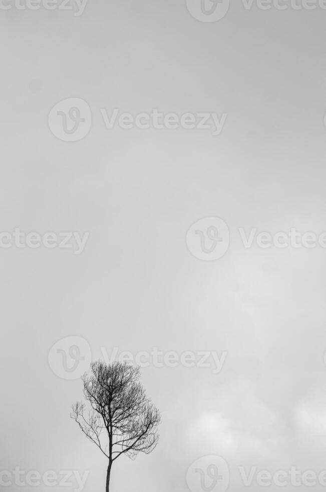 nu sec des arbres sans pour autant feuilles avec blanc des nuages dans le brouillard photo