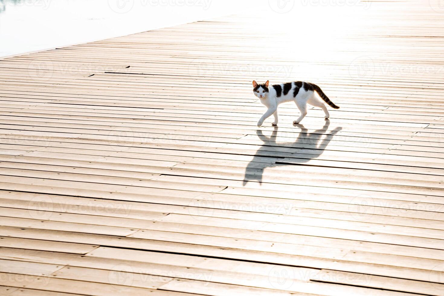 une russe chat des promenades sur une jetée le long de le digue, une en bois Plate-forme de planches, une national chat, une égarer chat, une ombre sur le route. photo