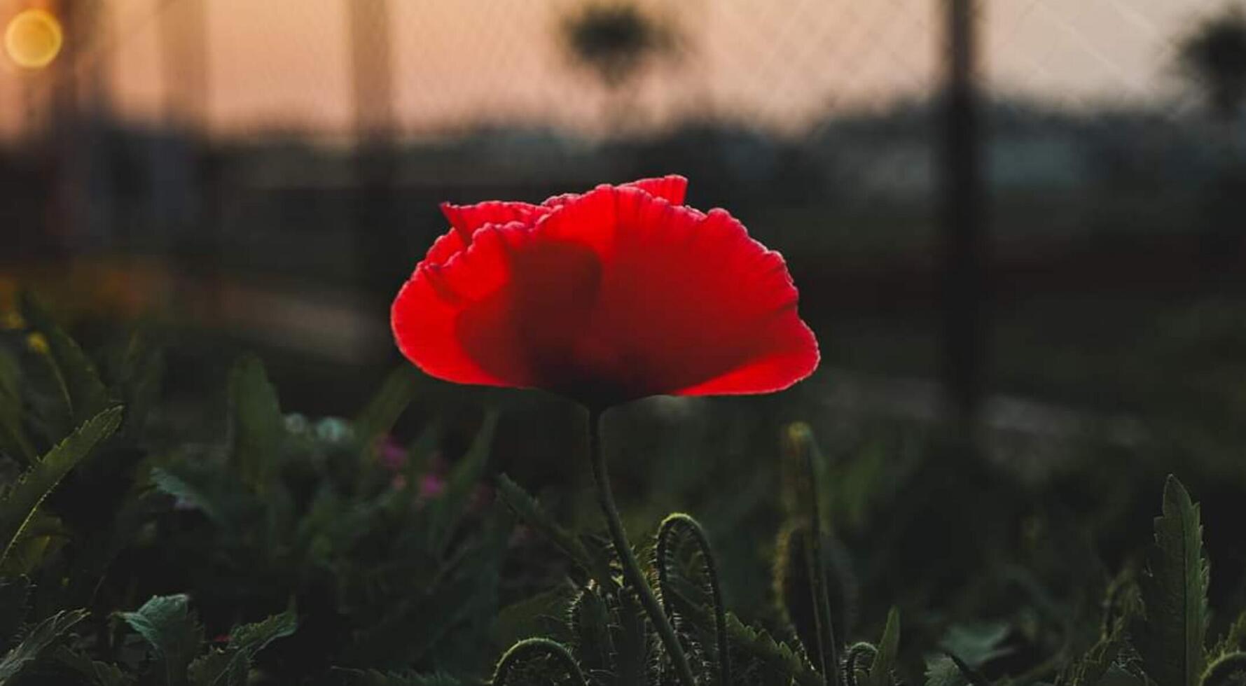 magnifique épanouissement fleur dans jardin photo