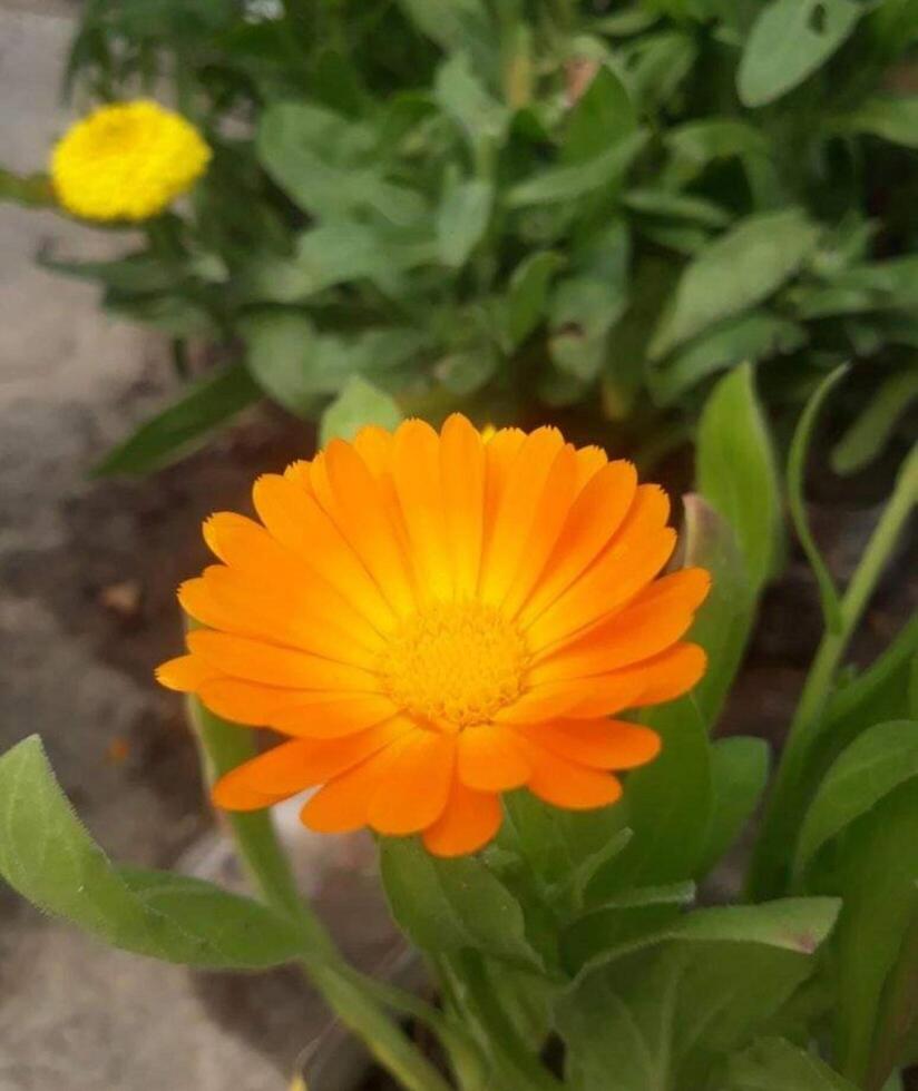 magnifique épanouissement fleur dans jardin photo