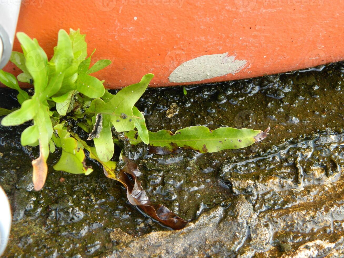 fermer photo de vert les plantes croissance sauvage dans tropical Montagne zones